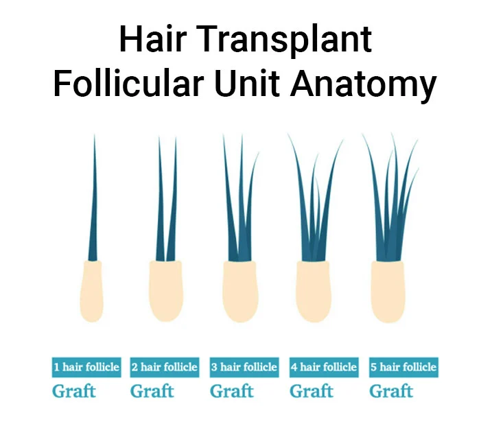 Hair Follicle for hair grafts